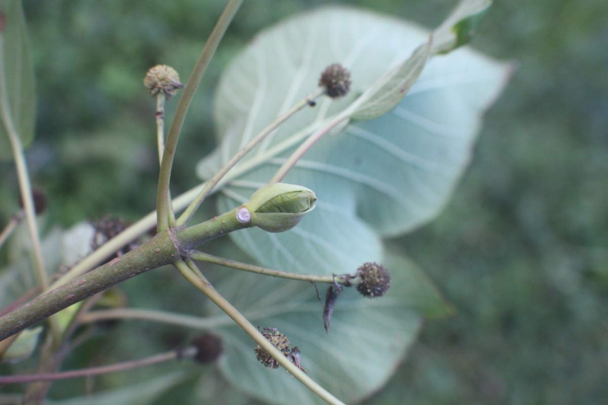 Adina cordifolia (Roxb.) Brandis